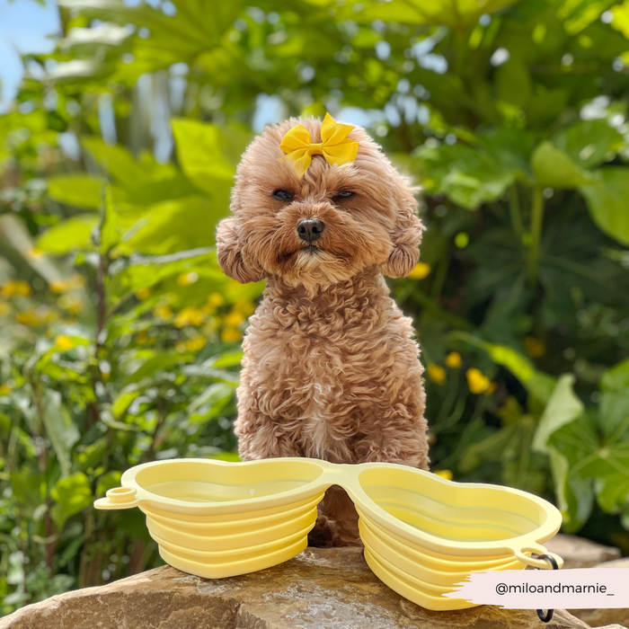 Small brown dog with yellow bow sits next to a butter yellow heart-shaped collapsible bowl outdoors.