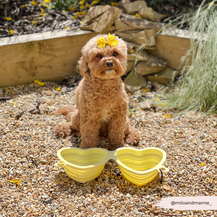 Small brown dog with a yellow flower sits next to a butter yellow heart-shaped collapsible bowl on gravel.