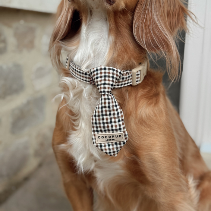 Brown and white long-haired dog wearing a Cocopup London checkered tie in neutral tones.
