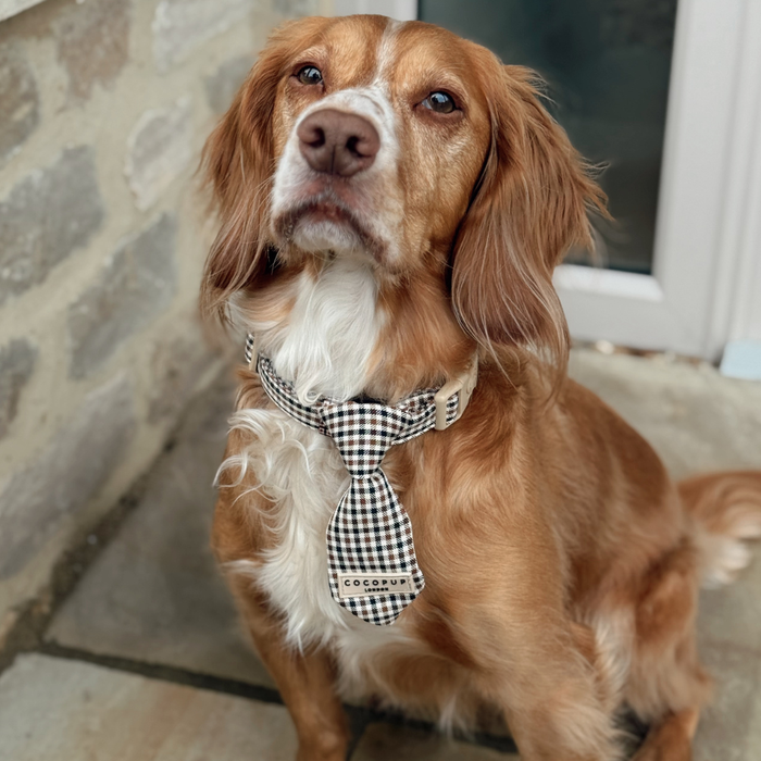 Golden Spaniel wearing a Cocopup London heritage check dog tie, sitting outside next to a stone wall.