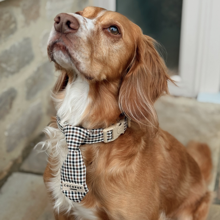 Brown and white dog wearing a checked Cocopup London dog tie sits on a stone patio, looking up.