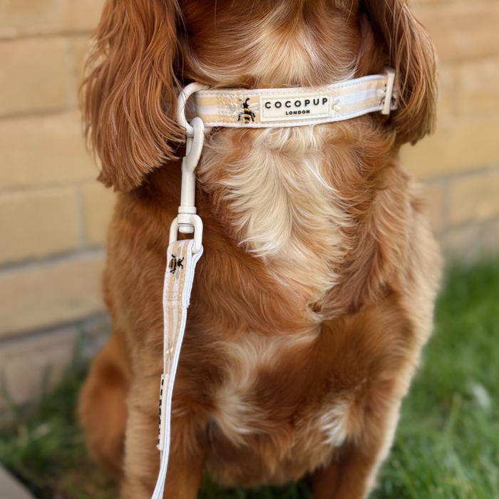 Brown dog by a brick wall and grass wearing a white collar and Cocopup London floral lead with padded handle.