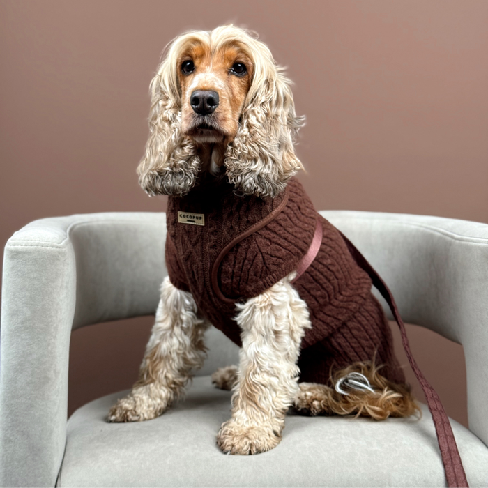 Cocker Spaniel in a brown cable knit Cocopup London bundle sits on a light gray armchair.