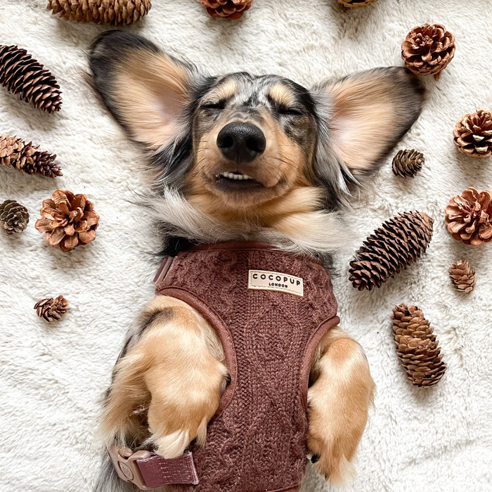 Small dog wearing a brown cable knit adjustable neck harness rests on a blanket next to pinecones.