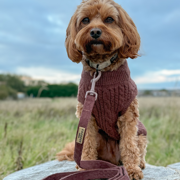 Small brown dog wearing a brown cable knit harness, lead, and collar sits on a grassy rock.