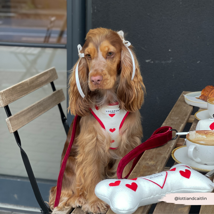 Brown dog wearing a brown knitted Cocopup London adjustable harness sits beside coffee, pastries, and red heart toys.