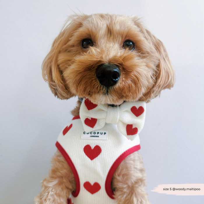 Small fluffy dog wearing a Cocopup London Hugs knit bow tie, looking at the camera.