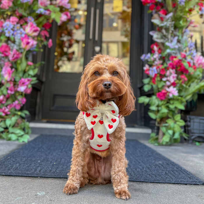 Brown dog wearing a knitted Cocopup London bow tie sits on a mat near doors decorated with flowers.