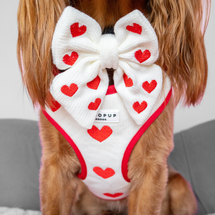 Dog on a gray couch wearing a Cocopup London Hugs & Knitted Sailor Bow Tie.