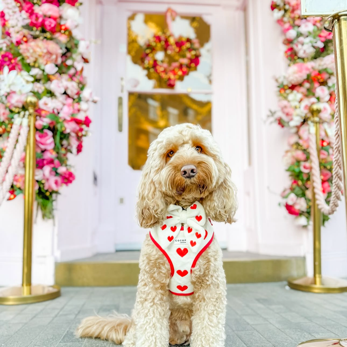 Fluffy dog in a beige Cocopup London Hugs harness and knitted bow tie sits by a pink door with floral and heart wreath.