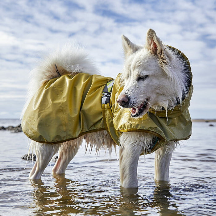 White dog wearing a Turmeric Hurtta Mudventure Reflective coat at the shoreline