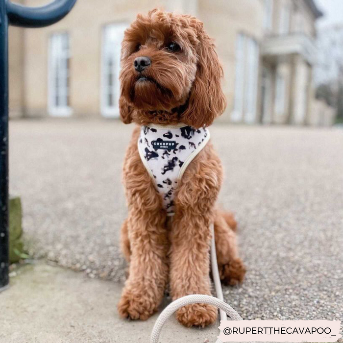 A small, brown curly-haired dog with a white CocoPup London Ivory Tort Adjustable Neck Harness featuring black dog silhouettes and fully adjustable straps sits attentively on a paved walkway. The background shows a large, light-colored building with columns. The dog appears calm and poised. The Instagram handle @RUPERTTHECAVAPOO_ is visible.