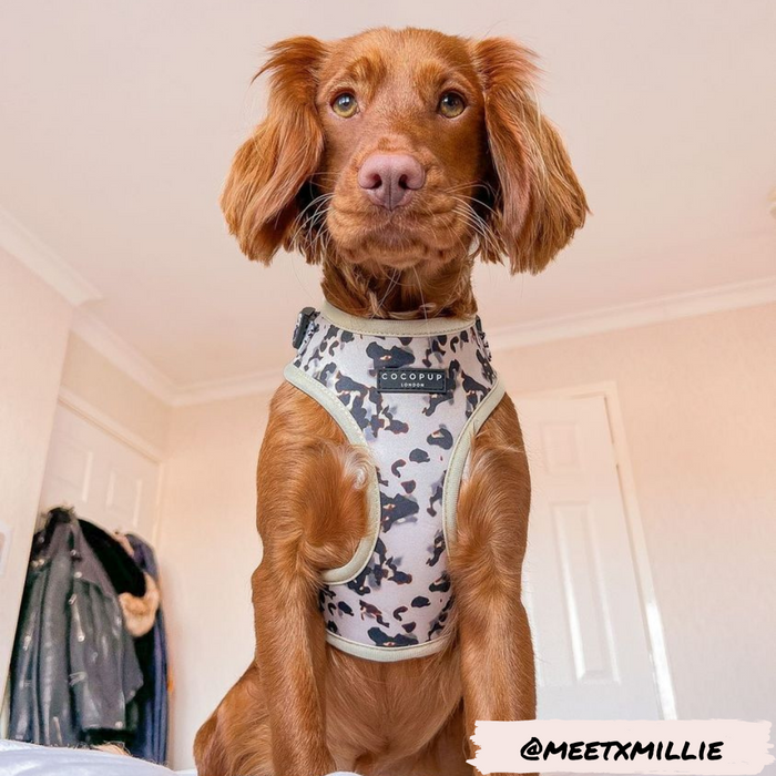 A brown dog with long ears is sitting indoors wearing the Ivory Tort Adjustable Neck Harness, Lead & Collar Bundle from Cocopup London. Clothes are hanging in the background, a white door is to the right, and the handle "@MEETXMILLIE" is written in the bottom right corner.