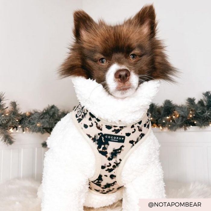 A small dog with fluffy, multi-colored fur wears a white fleece and the Ivory Tort Adjustable Neck Harness from Cocopup London, complete with fully adjustable straps. The dog sits in front of holiday garland with lights, giving a slightly serious expression. The Instagram handle @notapombear is visible in the bottom right corner.