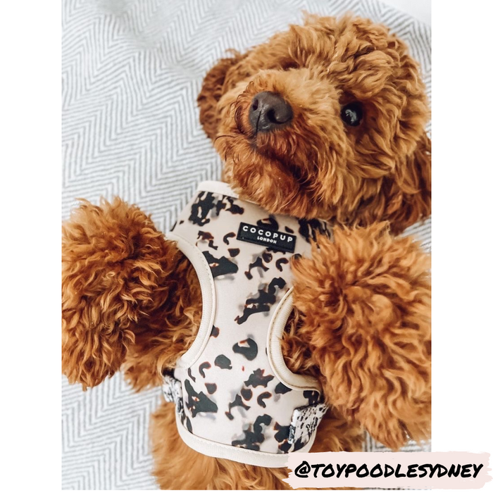 A fluffy brown toy poodle lies on its back wearing an Ivory Tort Adjustable Neck Harness with a camouflage pattern, branded with "Cocopup London." The poodle has a cute, expressive face with dark eyes and a black nose. The image background features neutral-toned, textured fabric. "@TOYPOODLESYDNEY" is written in the bottom right corner. The harness features fully adjustable straps and is part of the Lead & Collar Bundle.