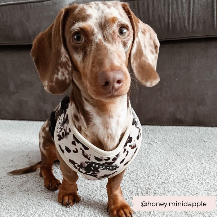 A brown and white spotted Dachshund sits on a carpeted floor, wearing the Ivory Tort Adjustable Neck Harness by Cocopup London. The dog's ears are floppy and its eyes are expressive. Behind the dog is a dark sofa. The Instagram handle "@honey.minidapple" is written in the bottom right corner.