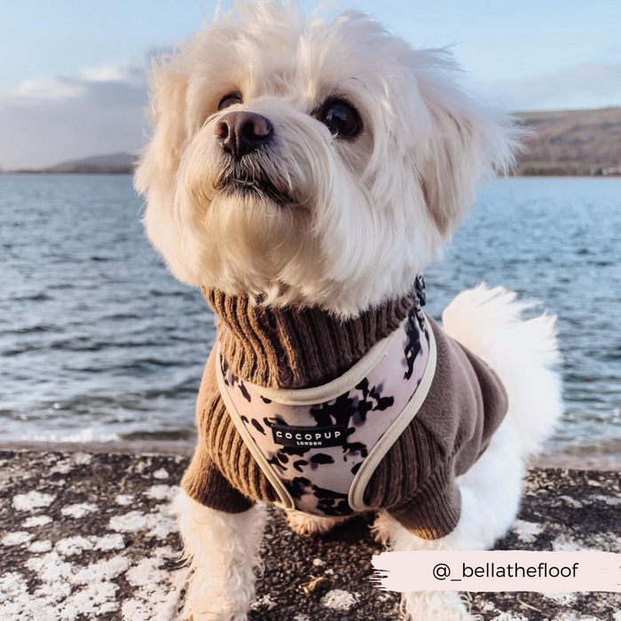 A small, white fluffy dog dressed in a brown turtleneck and an Ivory Tort Adjustable Neck Harness from Cocopup London sits on a stone surface with a body of water and hills in the background. The Instagram handle @_bellathefloof is displayed in the bottom right corner.
