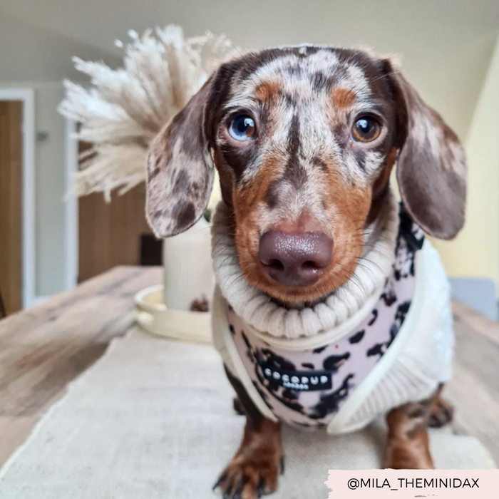 A dappled dachshund with striking blue and brown eyes, wearing a Cocopup London Ivory Tort Adjustable Neck Harness and a pink patterned bandana, sits attentively on a wooden table. The cozy indoor setting features a vase with dried flowers in the background.