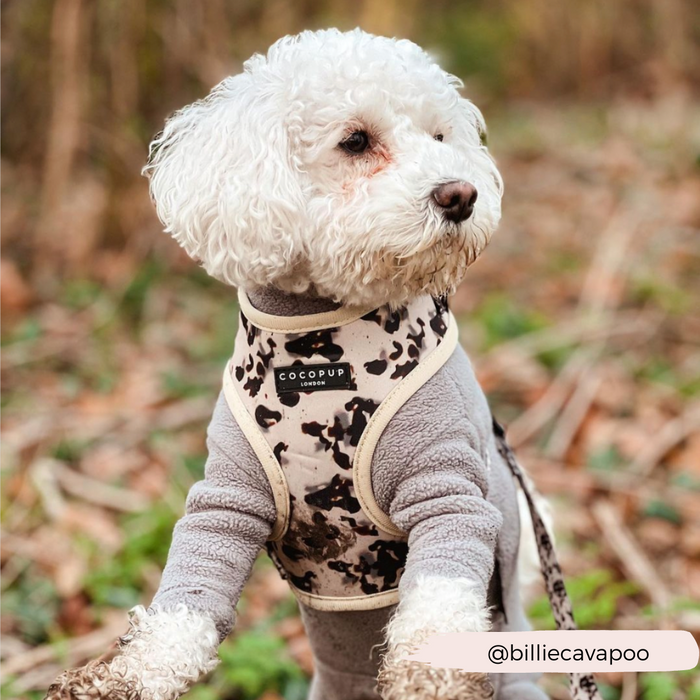 A small white dog, likely a Cavapoo, is sporting an Ivory Tort Adjustable Neck Harness from Cocopup London and gray clothing. This stylish and comfortable harness features adjustable straps for both the neck and chest. The dog stands on a grassy surface outdoors, gazing to the side. The Instagram handle "@billiecavapoo" is displayed in the bottom right corner of the image.