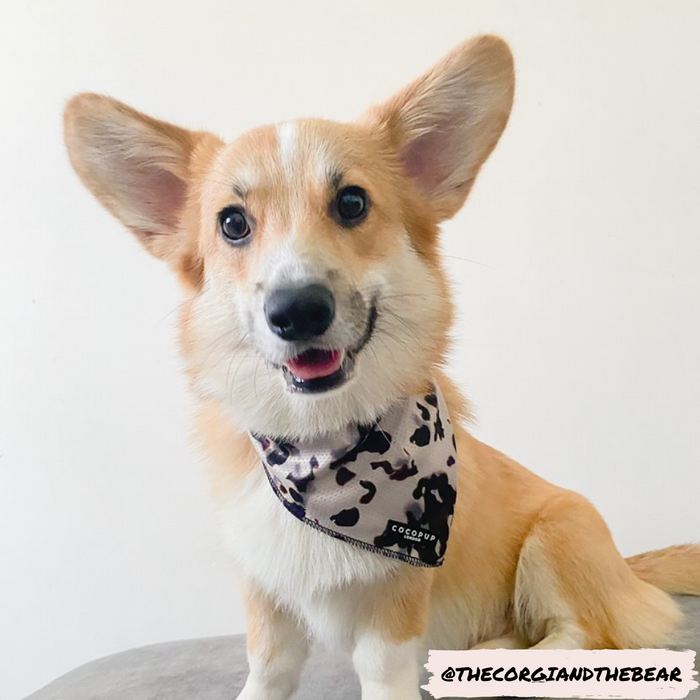 A happy Corgi with perky ears sits on a gray surface, wearing an Ivory Tort Bandana from Cocopup London around its neck. The lightweight and breathable accessory adds charm while the handle "@thecorgiandthebear" is printed in the bottom right corner of the image.