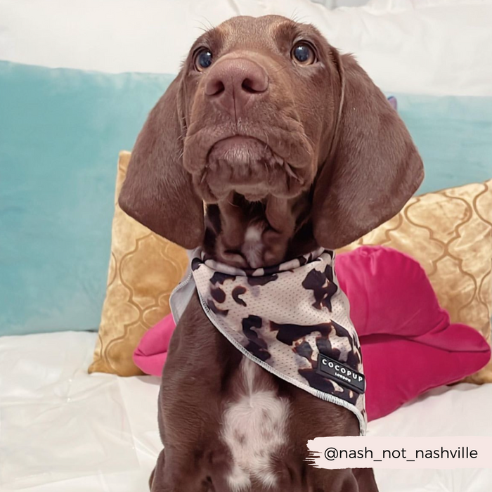 A brown puppy with floppy ears wears a stylish Ivory Tort Bandana from Cocopup London, sitting on a bed with colorful pillows in the background. The handle "@nash_not_nashville" is written on a small piece of tape in the bottom right corner.