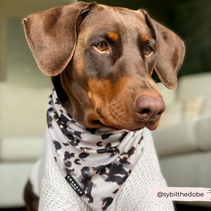 A brown dog with tan markings and expressive eyes is wearing a white knitted sweater and a Cocopup London Ivory Tort Bandana. The lightweight and breathable bandana features black and brown spots. The dog is seated on a light-colored couch with a neutral, blurred background. The Instagram handle "@sybilthebobe" is in the corner.
