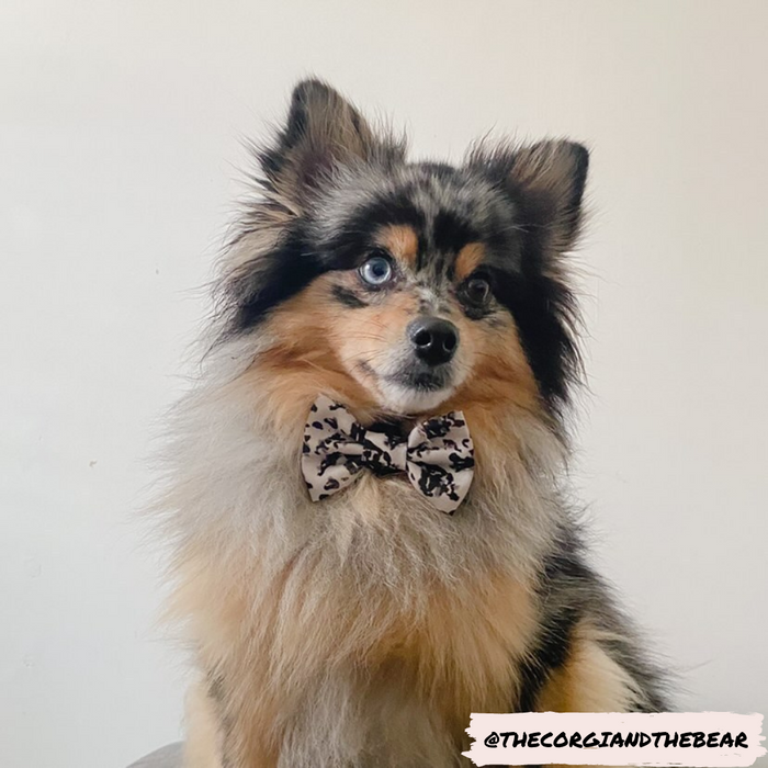 A fluffy, multicolored dog wearing a Cocopup London ivory tortoiseshell-patterned bow tie looks to the side.