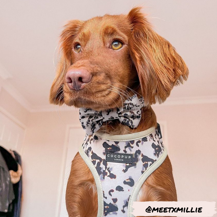 Brown dog in a Cocopup London ivory tortoiseshell bow tie and harness; @MEETXMILLIE appears in the corner.