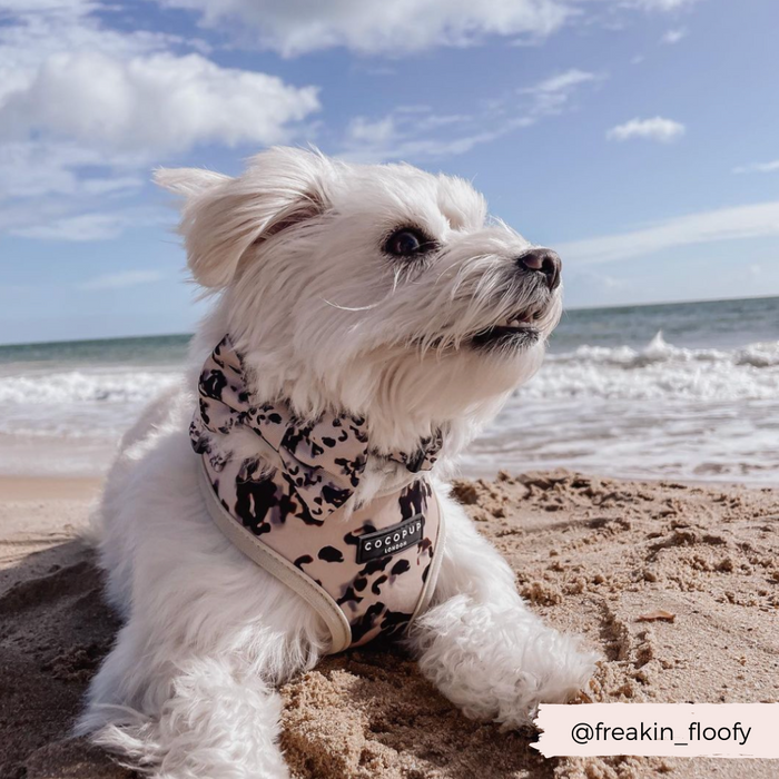 Small fluffy white dog wearing a Cocopup London ivory tort bow tie lying on sandy beach with ocean and blue sky.
