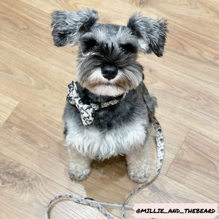 Schnauzer wearing an ivory tortoiseshell-patterned Cocopup London bow tie sits on a wooden floor, looking up.