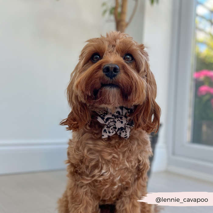 Brown Cavapoo indoors by a window, wearing a Cocopup London collar flower in ivory tortoiseshell pattern.