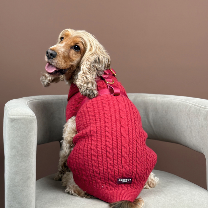 Dog wearing a burgundy cable knit Cocopup London jumper sits on a gray chair with a plain brown background.