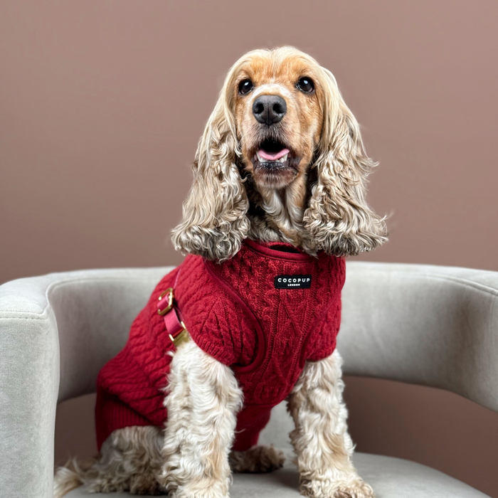 Light brown cocker spaniel wearing a burgundy cable knit jumper sits on a gray chair with a brown background.