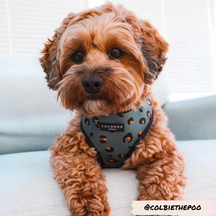 A small, fluffy brown dog with curly fur sits on a light-colored couch. The dog is wearing a teal Khaki Leopard Adjustable Neck Harness by Cocopup London, adorned with a tag that says "COCODUP." The Instagram handle @COLBIETHEPOO is displayed at the bottom right corner of the image.