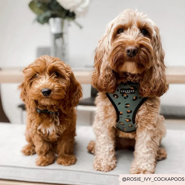 Two fluffy, brown Cockapoo dogs sit side by side on a gray couch. The larger dog on the right wears a Khaki Leopard Adjustable Neck Harness from Cocopup London, while the smaller dog on the left sports a matching lead and collar bundle. A blurred background features a table with a vase of flowers.