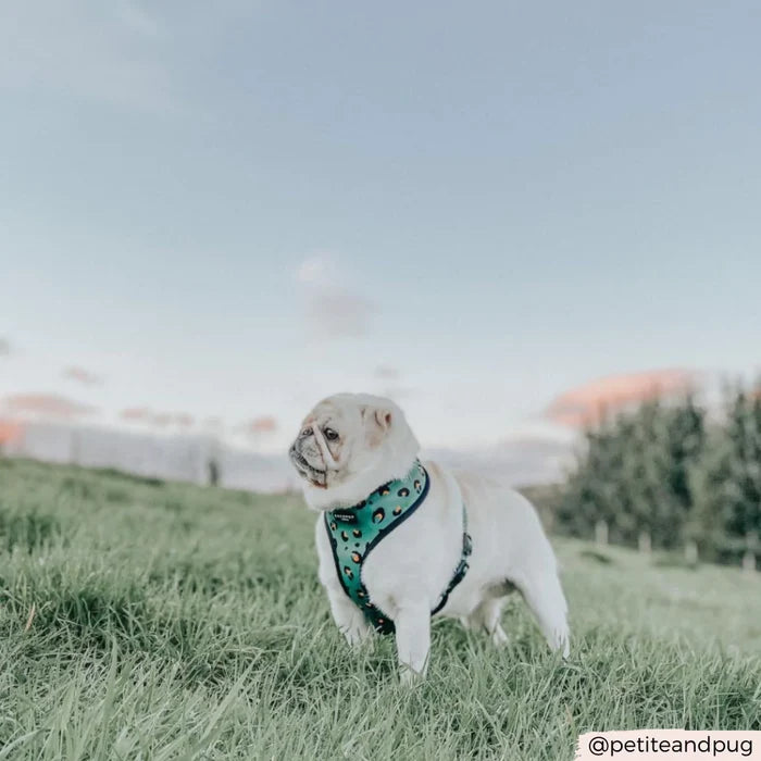 A white bulldog wearing the Khaki Leopard Adjustable Neck Harness from Cocopup London stands on a grassy hill under a clear sky. Trees and a blurred landscape are visible in the background. The dog looks alert and attentive. The sky is light blue with a few scattered clouds. The Instagram handle "@petiteandpug" is in the bottom right corner.