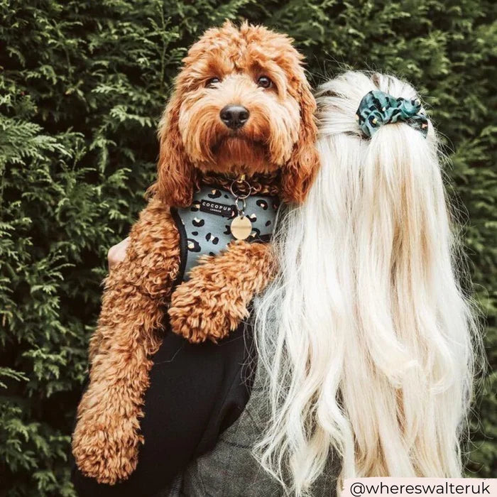A person with long, blonde hair, partially tied with a scrunchie, holds a fluffy brown dog with a curly coat. The dog wears the Cocopup London Khaki Leopard Adjustable Neck Harness, Lead & Collar Bundle and looks directly at the camera while being cuddled. Green foliage is in the background.