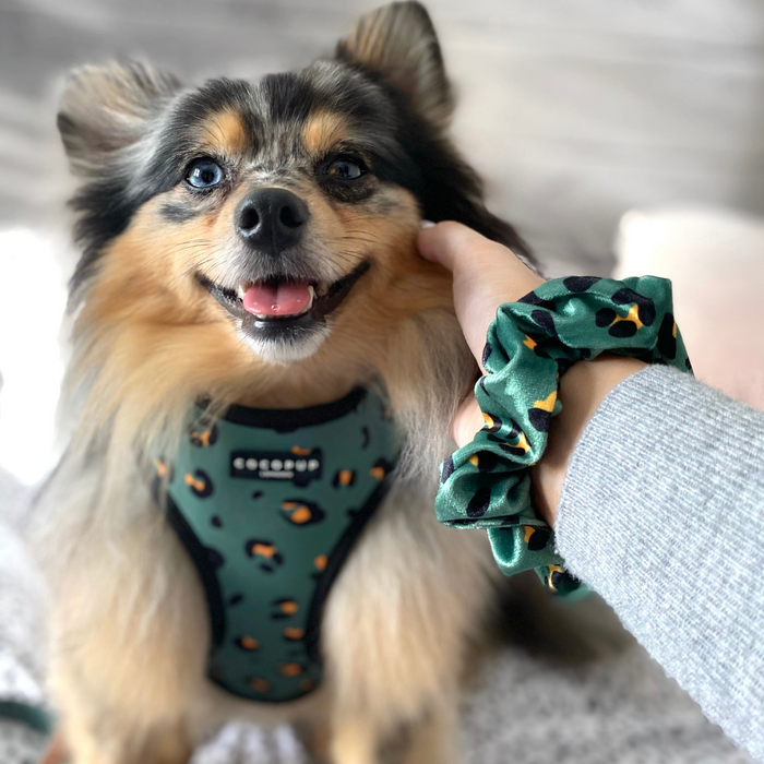 A fluffy dog with brown and black fur smiles while wearing the Khaki Leopard Adjustable Neck Harness from Cocopup London, made from soft neoprene material. A person who is off-screen is petting the dog and wearing a matching green leopard print scrunchie on their wrist.