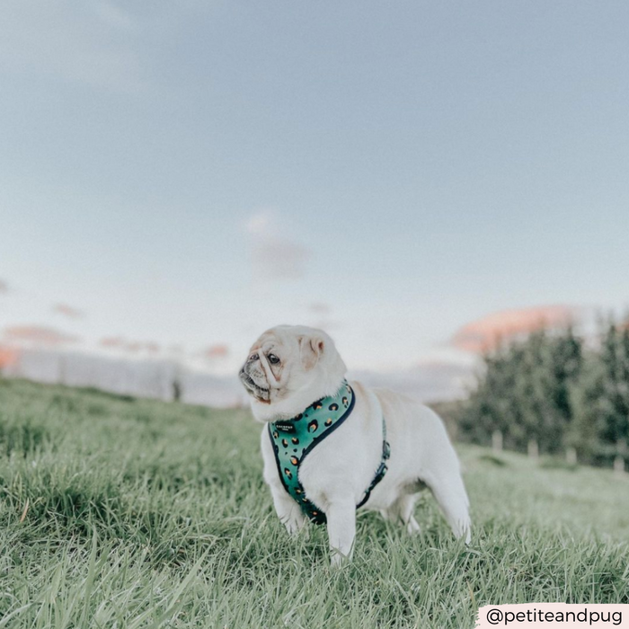 A small pug with light fur stands on a grassy hill, sporting a Khaki Leopard Adjustable Neck Harness from Cocopup London. The dog is looking to the side, framed by a soft blue sky with some clouds and distant trees. The image is tagged with the username @petiteandpug.