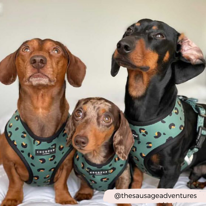 Three dachshunds sitting closely together, each wearing a Khaki Leopard Adjustable Neck Harness from Cocopup London made from neoprene material. The dogs have different coat colors: one brown, one black with tan markings, and one dappled brown. There is a handle "thesausageadventures" at the bottom right.