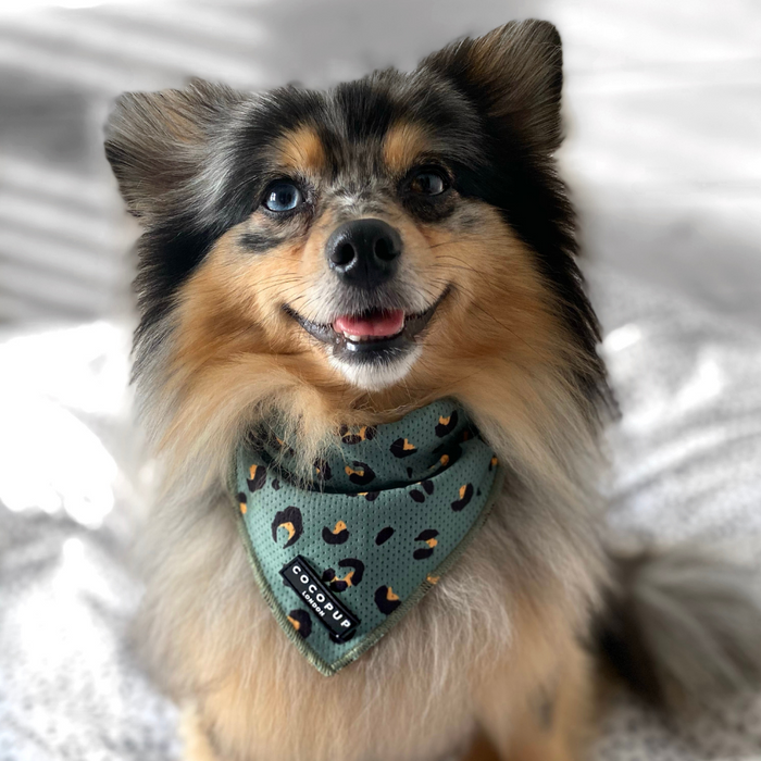 A small fluffy dog with a black and tan coat is sitting and looking at the camera with a happy expression. The dog is sporting a Cocopup London Khaki Leopard Bandana in light green, which reads "FREE HUGS COCOPUP." The background is blurred, suggesting an indoor setting, showcasing stylish dog accessories.