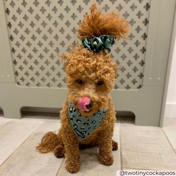 A curly-haired brown dog sits on a tiled floor with its tongue out, wearing a Khaki Leopard Bandana and a matching scrunchie atop its head. The background features a patterned, perforated design panel and a light green baseboard, showcasing the latest in Cocopup London bandanas and dog accessories.