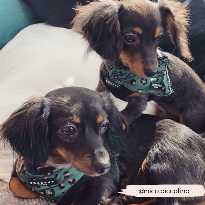 Two small dogs, both with dark coats and wearing matching Cocopup London Khaki Leopard Bandanas, are sitting close together on a light-colored blanket. One puppy looks slightly to the side while the other gazes forward. The Instagram handle "@nico.piccolino" is displayed.