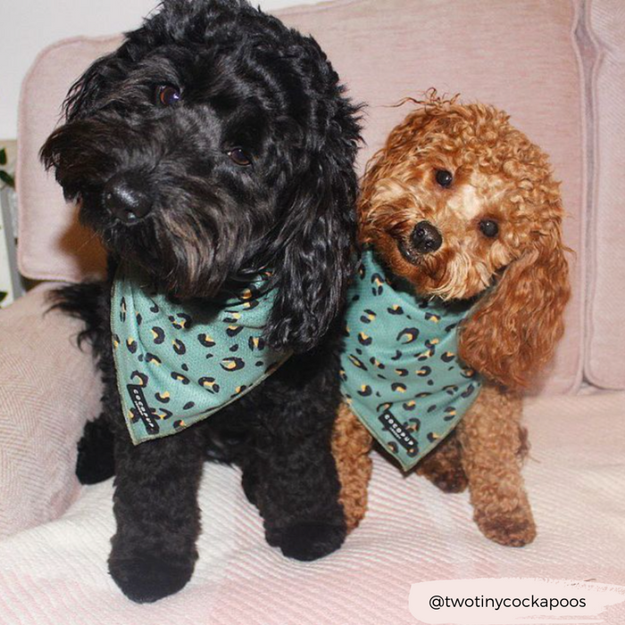 @twotinycockapoos