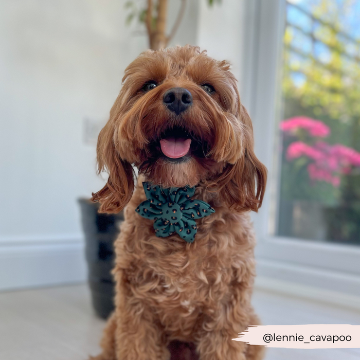 Brown dog indoors wearing a khaki leopard print collar flower by Cocopup London, sitting by a sunny window and plants.