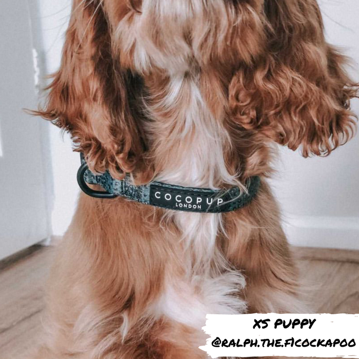 Brown and white puppy wearing a khaki leopard print collar sits on a wooden floor indoors.