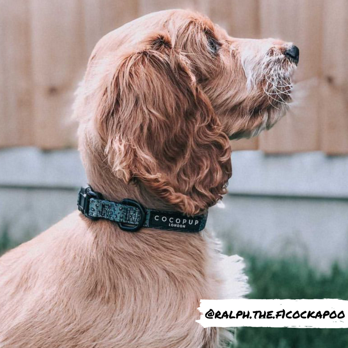 Light brown cockapoo wears a khaki leopard print collar, sitting outside by a wooden fence.