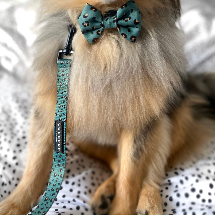 Small dog on white bed wears teal leopard bow tie, matching harness, and khaki leopard Cocopup London lead.
