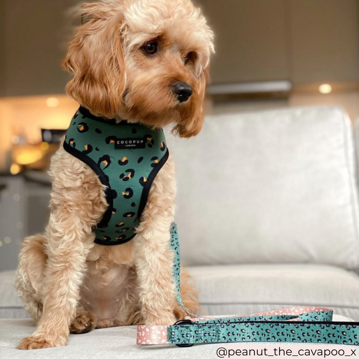 Tan dog wearing green leopard harness beside khaki leopard print lead with padded black handle.
