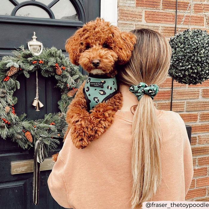 @fraser_thetoypoodle modelling Khaki Leopard Scrunchie and Harness